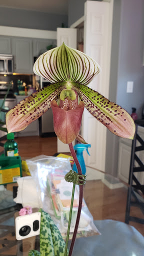 Florist «Island Orchids», reviews and photos, 2204 W Colorado Ave, Colorado Springs, CO 80904, USA