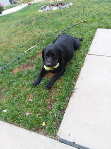 Pet Supply Store «Concord Pet Foods & Supplies», reviews and photos, 135 Aerenson Dr, Milford, DE 19963, USA