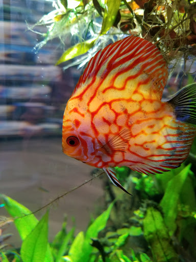 Tropical Fish Store «Aquatic Wildlife Co», reviews and photos, 70 Buckland Rd, South Windsor, CT 06074, USA