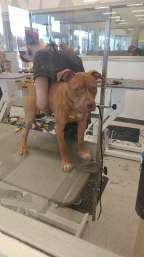 Pet Supply Store «Petco Animal Supplies», reviews and photos, 31419 Pacific Hwy S, Federal Way, WA 98003, USA