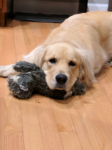 Pet Supply Store «Dogology», reviews and photos, 166 Albany Turnpike, Canton, CT 06019, USA