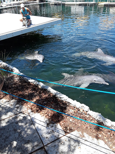 Recreation «Dolphins Plus Oceanside», reviews and photos, 31 Corinne Pl, Key Largo, FL 33037, USA