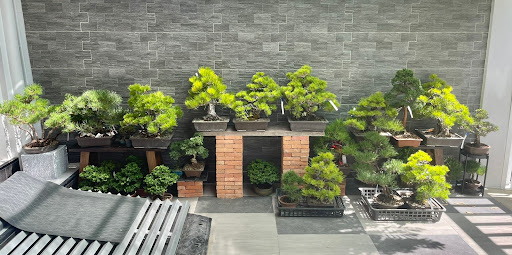 Bonsai Ekkamai