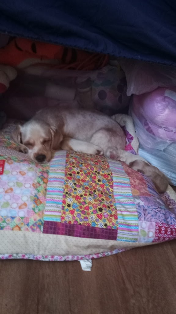 Jasmin's Pet Store & Grooming Compton, CA 90220 Location, Reviews