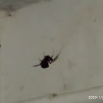 Photo n°6 de l'avis de Ghost. fait le 30/01/2020 à 19:18 sur le  Europa - Restaurante à Samora Correia