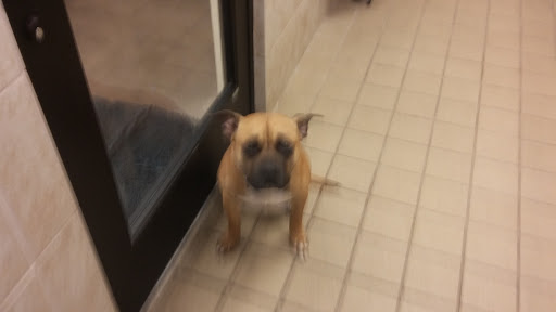 Pet Supply Store «Pet Supplies Plus», reviews and photos, 1616 Precinct Line Rd, Hurst, TX 76054, USA