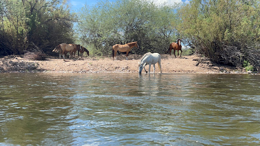 Tourist Attraction «Salt River Tubing», reviews and photos, 9200 N Bush Hwy, Mesa, AZ 85215, USA