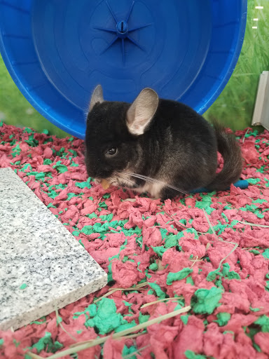 Pet Supply Store «PetSmart», reviews and photos, 291 Skokie Blvd, Northbrook, IL 60062, USA