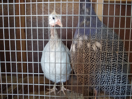 History Museum «Museum at Eldridge Street», reviews and photos, 12 Eldridge St, New York, NY 10002, USA