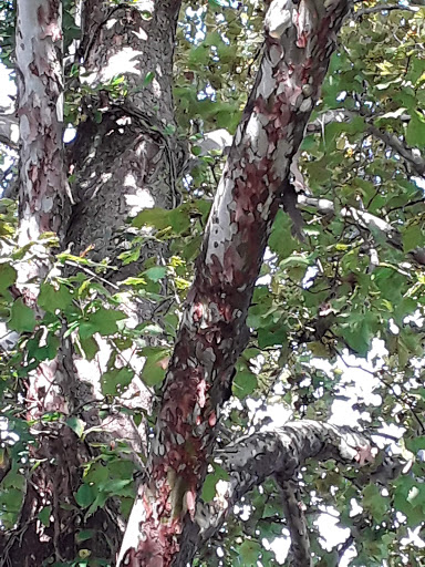 Dry Cleaner «Long Meadow Express Cleaners», reviews and photos, 1511 Potomac Ave, Hagerstown, MD 21742, USA