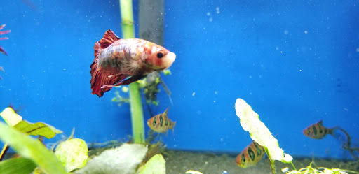 Tropical Fish Store «Ocean Design Aquarium», reviews and photos, 7542 W Addison St, Chicago, IL 60634, USA