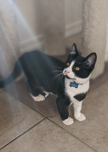 Thrift Store «Companion Animal Foundation», reviews and photos, 88 Sunnybrae Center, Arcata, CA 95521, USA