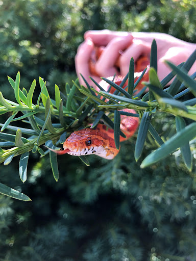 Pet Supply Store «I Love My Pets Supplies and Grooming», reviews and photos, 32875 Fort Rd, Rockwood, MI 48173, USA