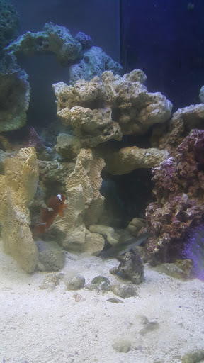 Aquarium «Aquatic Jewels», reviews and photos, 2141 Stirling Rd, Fort Lauderdale, FL 33312, USA