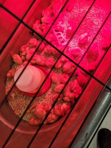 Animal Feed Store «Wilco Farm Store», reviews and photos, 664 W Baseline St, Cornelius, OR 97113, USA