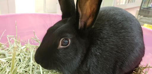 Pet Store «The Pet Pad», reviews and photos, 1239 NW Maynard Rd, Cary, NC 27513, USA