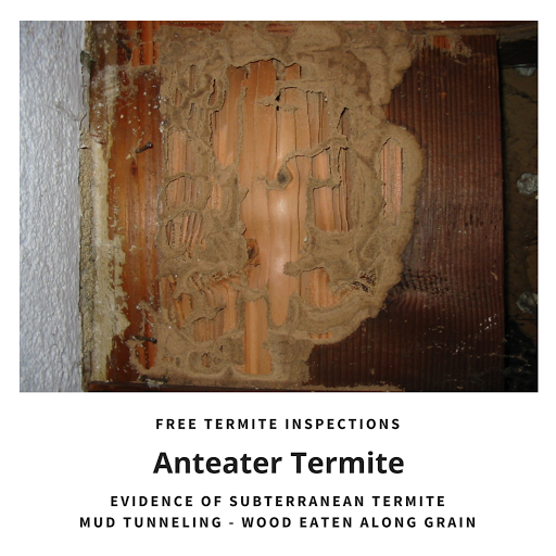 Anteater Termite & Pest Control image