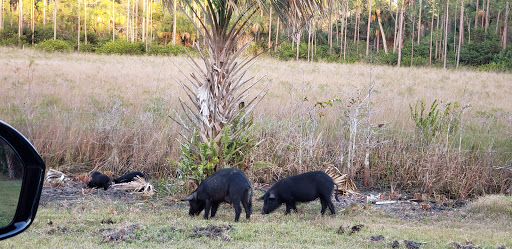 Nature Preserve «Cypress Creek Natural Area», reviews and photos, 10035 W Indiantown Rd, Jupiter, FL 33478, USA