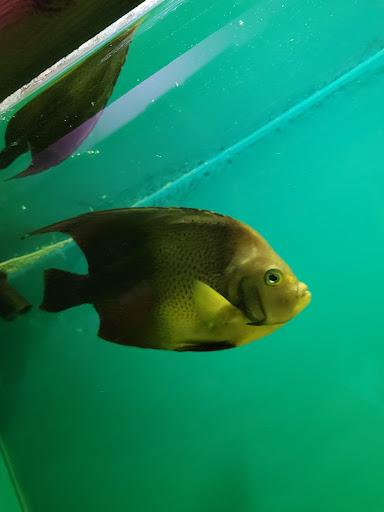 Tropical Fish Store «Ocean Aquarium», reviews and photos, 6820 E Black Horse Pike, Egg Harbor Township, NJ 08234, USA