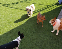 Paddle Creek Pet Ranch - Photo 2 - Car repair in Johnson City, TN, Johnson City