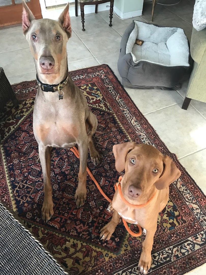 Tripp’s Dog Training Tampa, Certified Dog Trainer