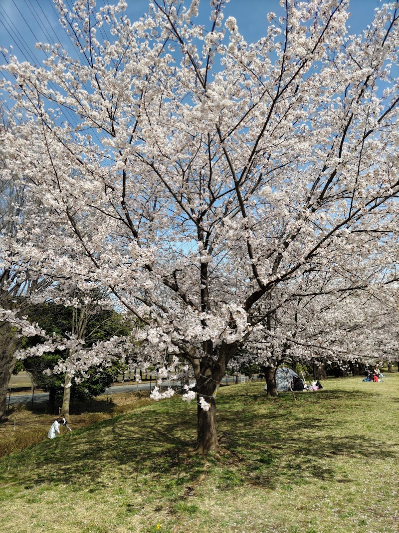 栄緑道桜並木