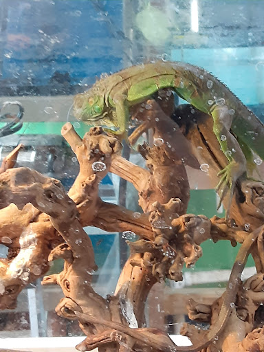 Pet Store «Jules Pet Shop», reviews and photos, 2214 N Milwaukee Ave, Chicago, IL 60647, USA