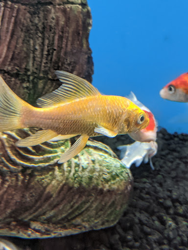 Pet Supply Store «PetSmart», reviews and photos, 7355 Market Pl Dr, Aurora, OH 44202, USA