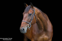 Alexandra Toler Photography - Photo 1 - Car repair in , Reading