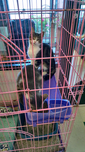 Pet Supply Store «Pet Supplies Plus», reviews and photos, 2057 S Telegraph Rd, Bloomfield Hills, MI 48302, USA