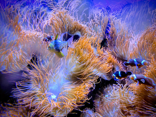 Zoo «Denver Zoo», reviews and photos, 2300 Steele St, Denver, CO 80205, USA