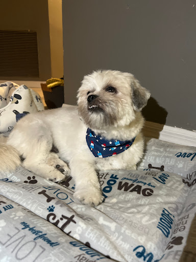 Pet Store «Pets Place Grooming», reviews and photos, 1272 SW California Blvd, Port St Lucie, FL 34953, USA