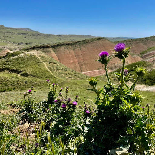 Bus Tour Agency «Rek Travel, LLC», reviews and photos, 5825 W Irving Park Rd, Chicago, IL 60634, USA