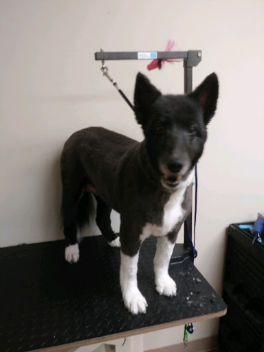 Pet Supply Store «EarthWise Pet Supply - Richardson», reviews and photos, 1310 W Campbell Rd #128, Richardson, TX 75080, USA