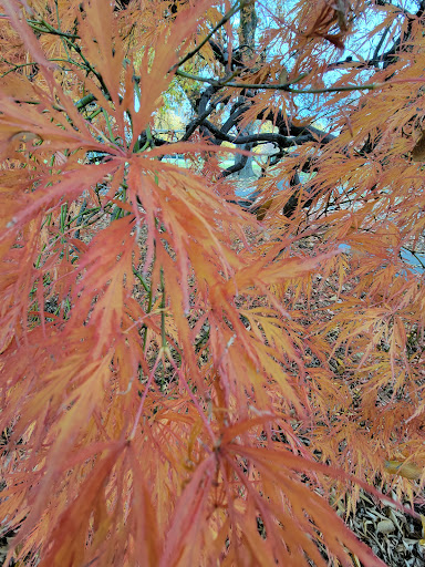 Park «Sellwood Park», reviews and photos, SE Miller St & SE 7th Ave, Portland, OR 97202, USA