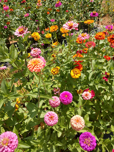 Farm «Jaemor Farms», reviews and photos, 5340 Cornelia Hwy, Alto, GA 30510, USA