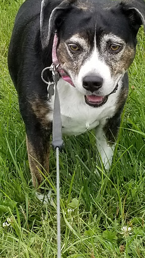 Pet Supply Store «PetSmart», reviews and photos, 310 N White Horse Pike, Lawnside, NJ 08045, USA