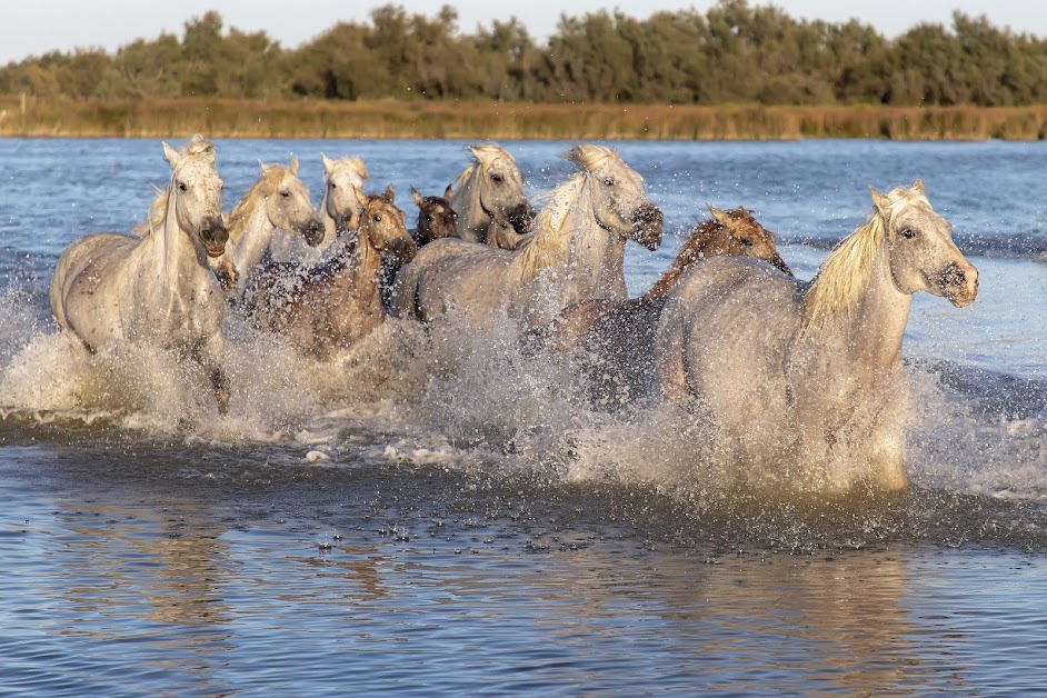 Safari Camargue Passion - Promenade en 4x4 en Camargue à Aigues-Mortes