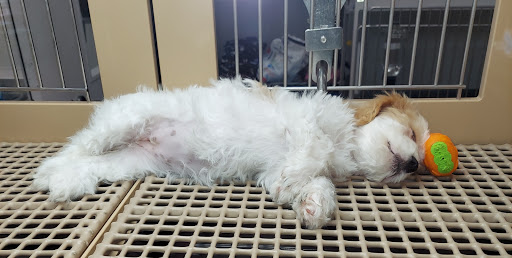 Pet Store «Petland», reviews and photos, 5470 Dixie Hwy, Fairfield, OH 45014, USA