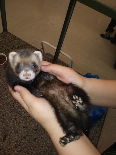 Pet Store «Petland Plano», reviews and photos, 1301 Custer Rd #405, Plano, TX 75075, USA