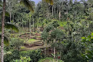 Abian Desa Rice Terrace image