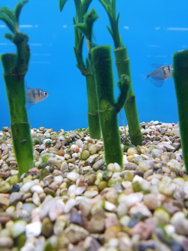 Pet Supply Store «Petco Animal Supplies», reviews and photos, 19767 Haynes Road, Catoosa, OK 74421, USA