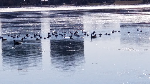 Zoo «Belle Isle Nature Center», reviews and photos, 176 Lakeside Dr, Detroit, MI 48207, USA