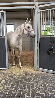 Clinique Equine Acy Romance à Acy-Romance