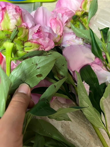 Grocery Store «Whole Foods Market», reviews and photos, 1817 Thomasville Rd, Tallahassee, FL 32303, USA