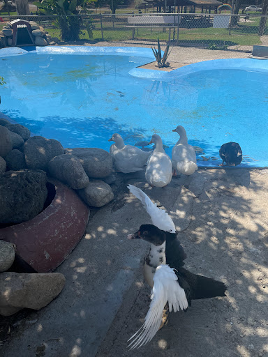 Park «Montebello Barnyard Zoo», reviews and photos, 600 Rea Dr, Montebello, CA 90640, USA