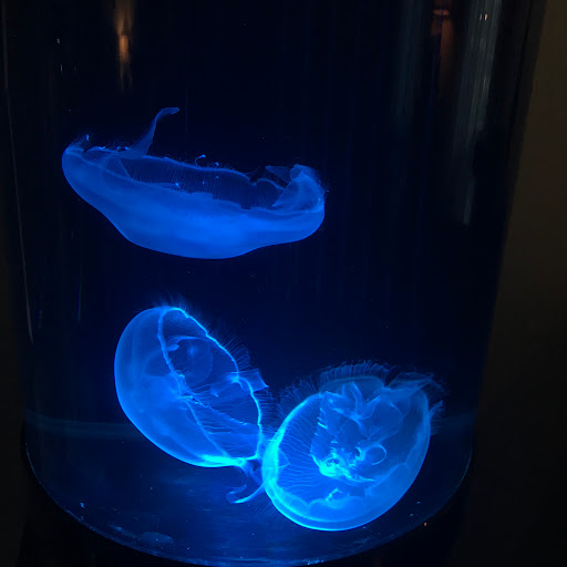 Aquarium «Jellyfish Art», reviews and photos, 4801 Johnson Rd Suite 10, Coconut Creek, FL 33073, USA