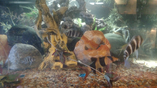 Tropical Fish Store «Jurassic Aquatics & Pets», reviews and photos, 1413 Golden Gate Blvd E, Cleveland, OH 44124, USA