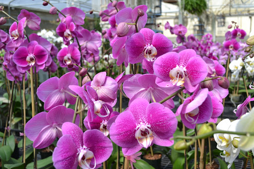 Florist «Dr Delphinium Flower & Orchid House», reviews and photos, 513 W Campbell Rd, Richardson, TX 75080, USA