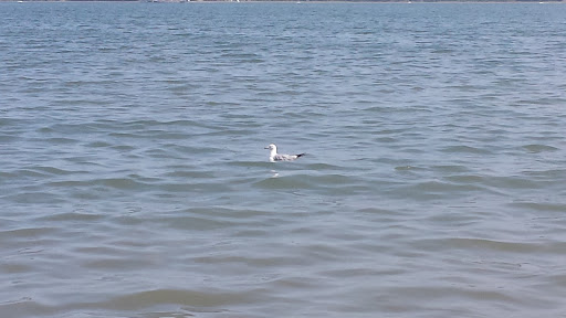 Park «Joe Moakley Park», reviews and photos, 1005 Columbia Road, Boston, MA 02127, USA